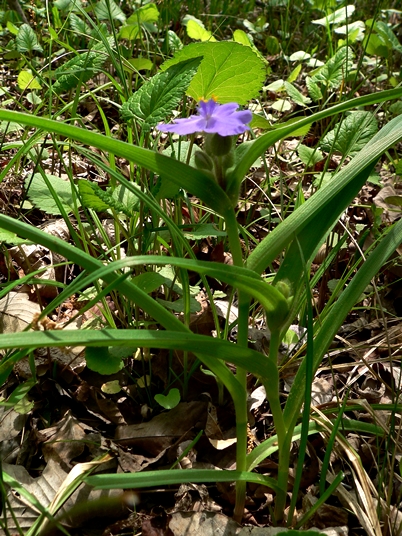 {Tradescantia virginiana}